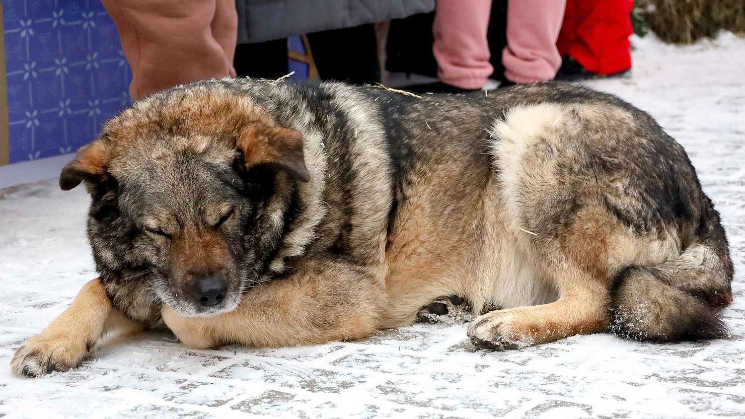Эвтаназия отменяется: почему Петербург сказал «нет» усыплению бездомных собак